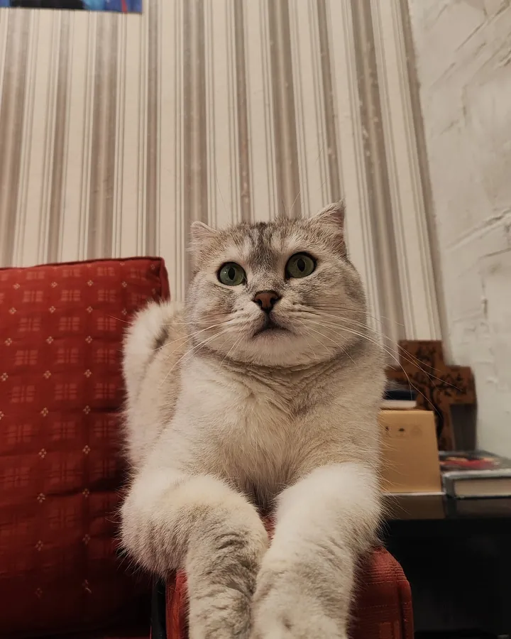 Քիթի՝ Happy Friends Cat Hotel-ի հյուրը