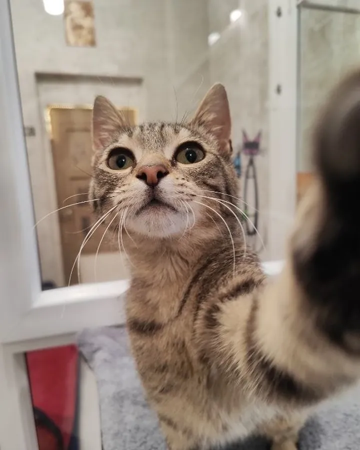 Միյու՝ Happy Friends Cat Hotel-ի հյուրը