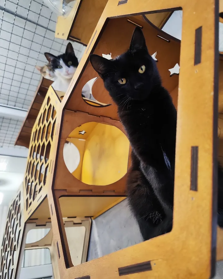 Մոսո՝ Happy Friends Cat Hotel-ի հյուրը