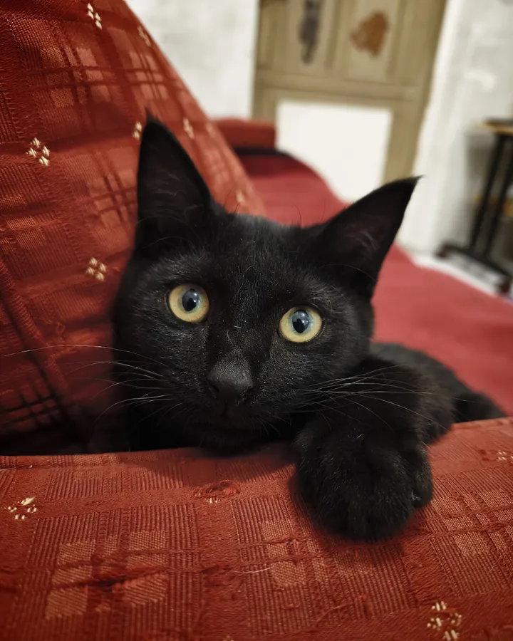 Սևուկ՝ Happy Friends Cat Hotel-ի հյուրը