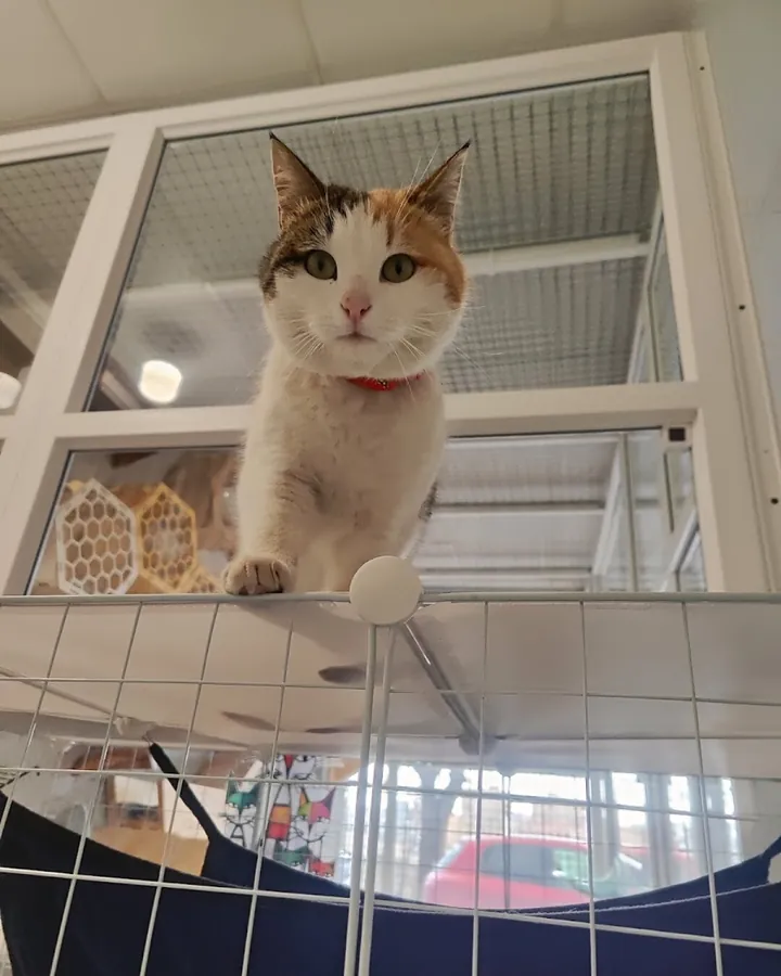 Շեկո՝ Happy Friends Cat Hotel-ի հյուրը