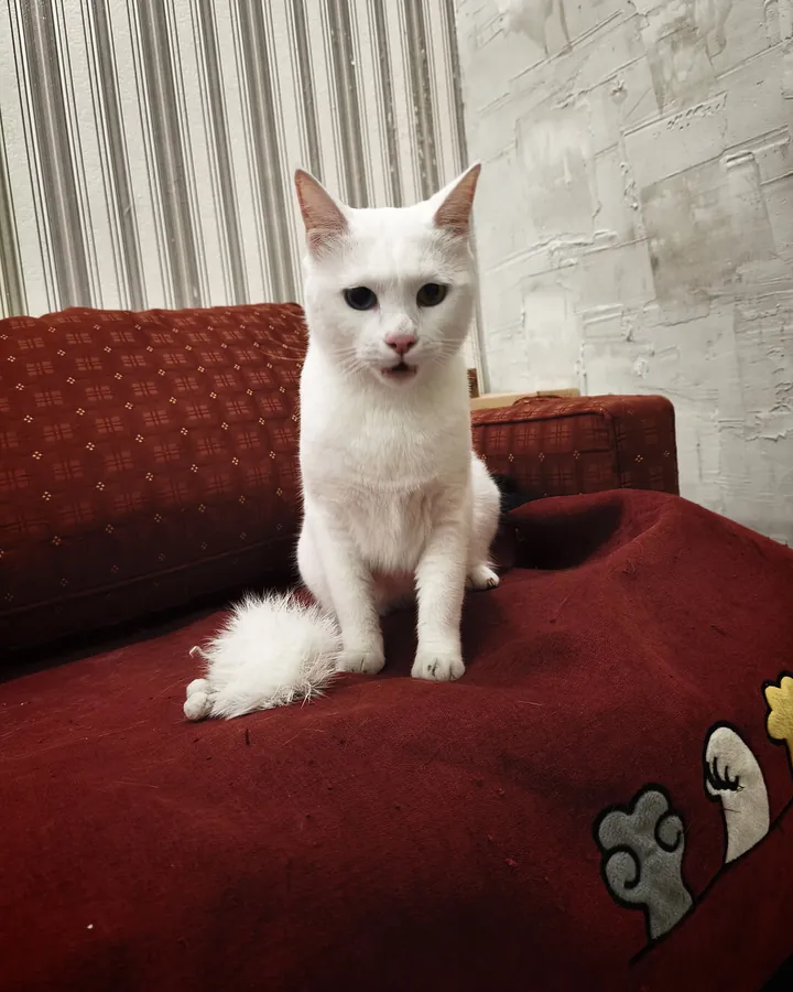 Զևս՝ Happy Friends Cat Hotel-ի հյուրը